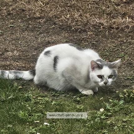 Foto 1/1 Arthur Kat vermist in Tournai