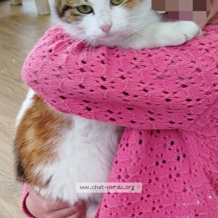 Foto 1/1 citrouille Kat vermist in Strepy Bracquegnies