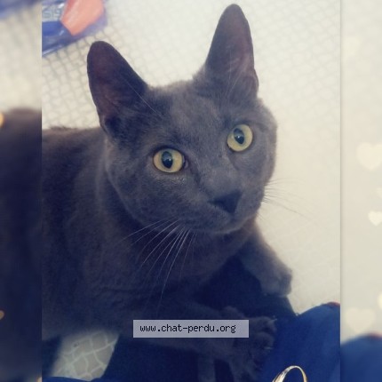 Photo of a cat found in Flers