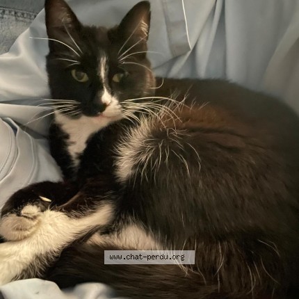 Photo of a cat found in Sartrouville