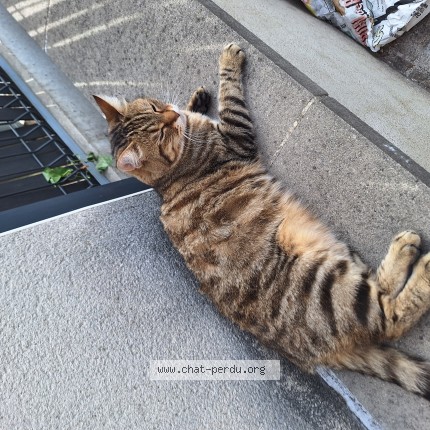 Photo of a cat found in Briey