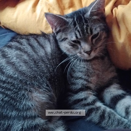 Photo of a cat found in Auxerre