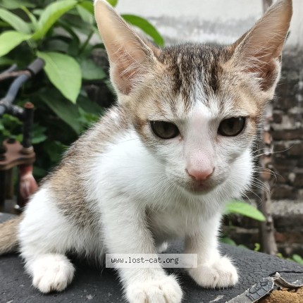 Picture of cat lost at Nagpur