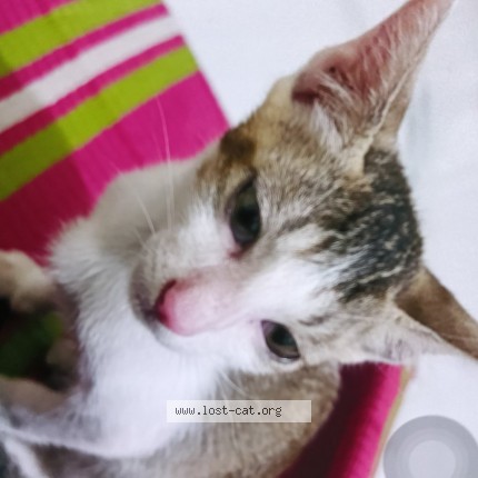 Photo 2/2 Bobi Cat lost in Nagpur