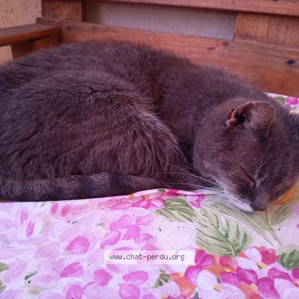 Photo of a cat found in Montcel