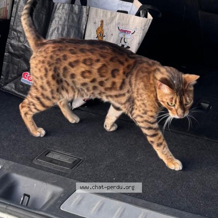 Photo 1/1 loki Cat lost in Montreal