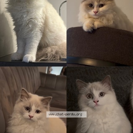 Foto 1/1 Pera Kat vermist in Chatelineau