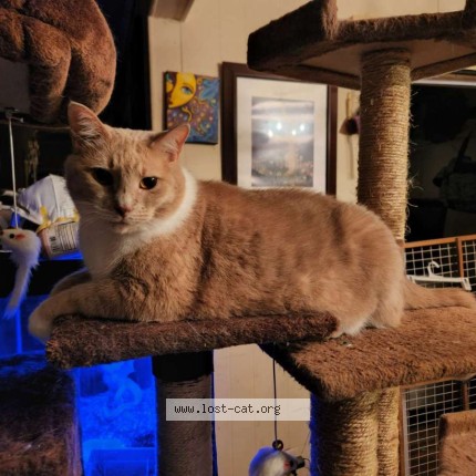 Photo 1/1 winnie Cat lost in Hammonton
