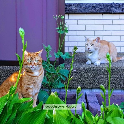 Photo 1/1 Annie Tremblay Cat lost in Saguenay