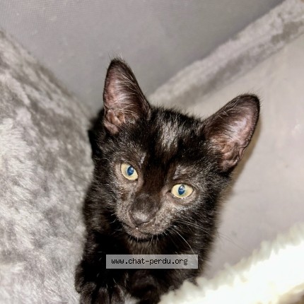 Photo of a cat found in Negrepelisse