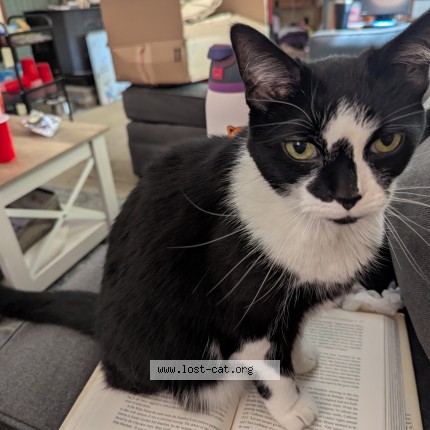 Photo of a cat found in Pleasant Plain