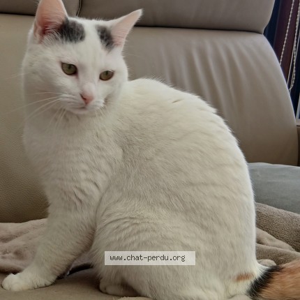 Foto 1/1 Ily Kat vermist in Tournai