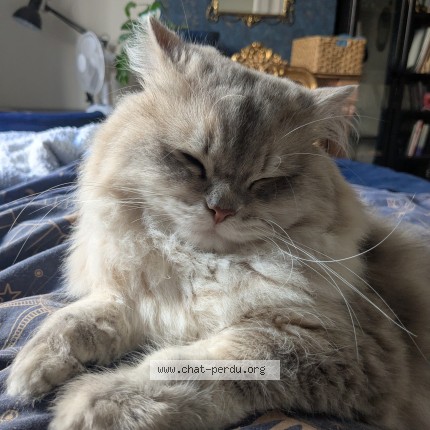 Photo of a cat found in Villeurbanne
