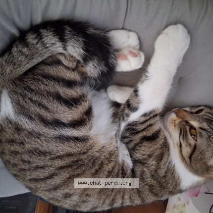 Photo of a cat found in Beaucamps Le Vieux