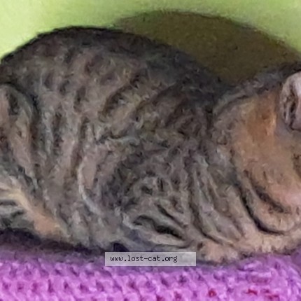 Photo of a cat found in Lohaghat