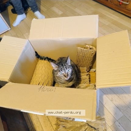 Photo of a cat found in Cenves