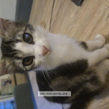 Photo of a cat found in Provins