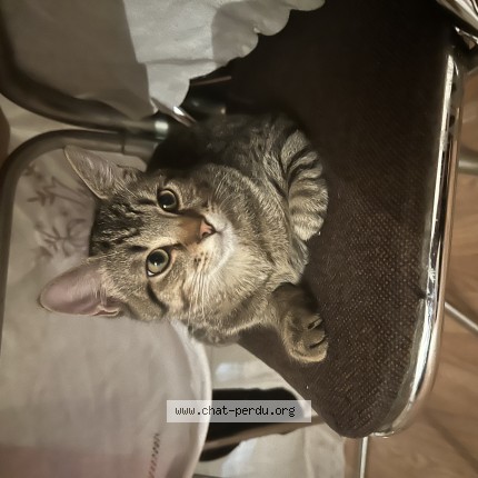 Photo of a cat reunited in Montmorency