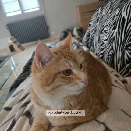 Photo of a cat reunited in Etaules