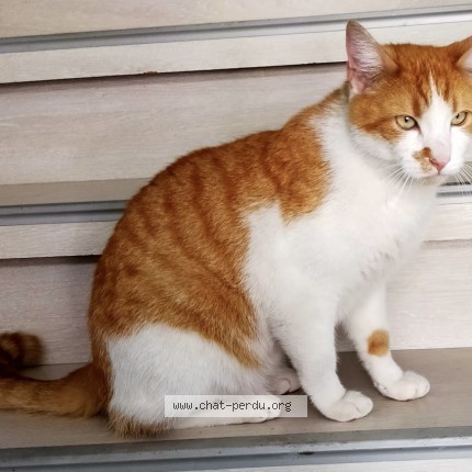 Photo of a cat reunited in Stains