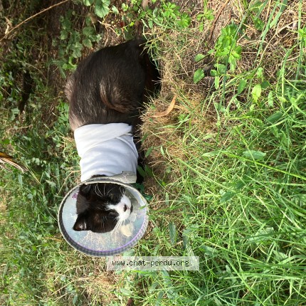 Photo of a cat found in Livry Gargan