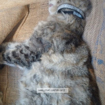 Photo of a cat found in St Jean De Braye