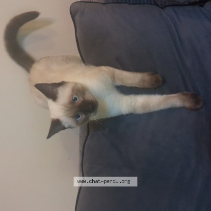 Photo of a cat found in Valravillon