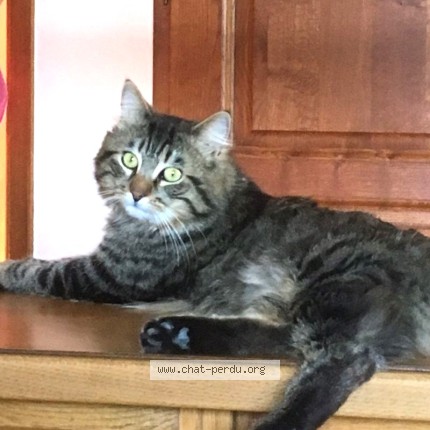 Photo of a cat reunited in Bluffy