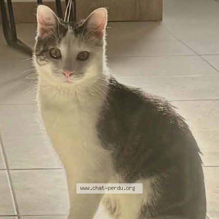 Photo of a cat found in Blagnac