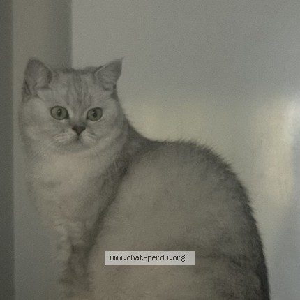 Photo of a cat reunited in Usclas D Herault