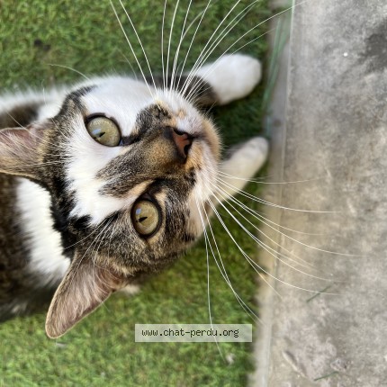 Photo of a cat reunited in Seurre