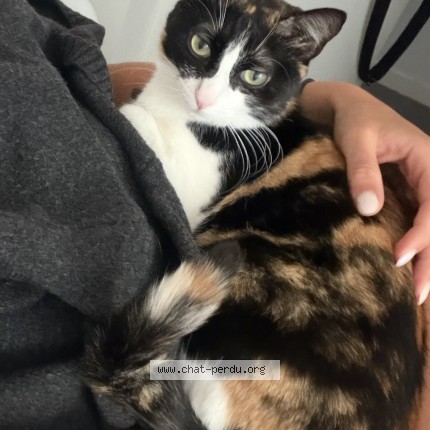 Photo of a cat reunited in Bayonne