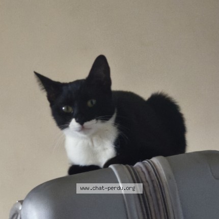 Photo of a cat reunited in Asnieres Sur Seine