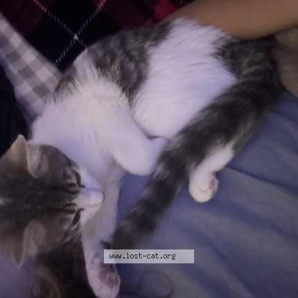 Photo of a cat found in Louisville