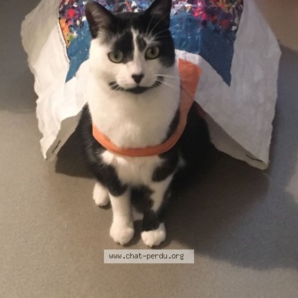 Photo of a cat reunited in Les Sables D Olonne