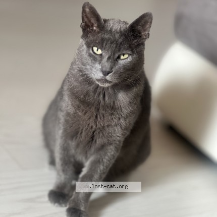 Photo of a cat reunited in Sergnano
