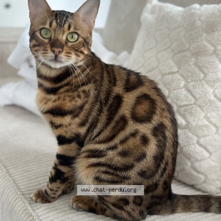 Photo of a cat reunited in Mennecy