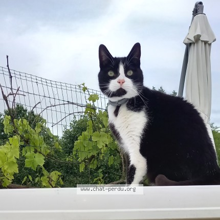 Photo of a cat reunited in Saint Etienne De Montluc