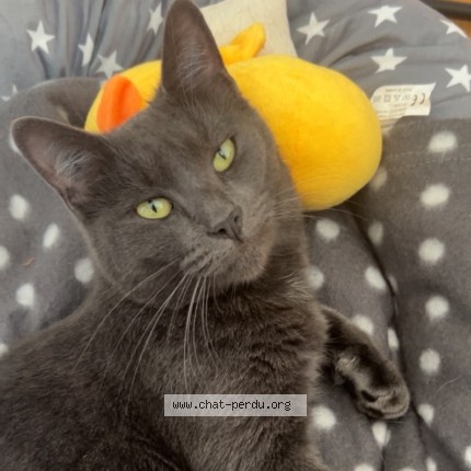 Photo of a cat reunited in Angers