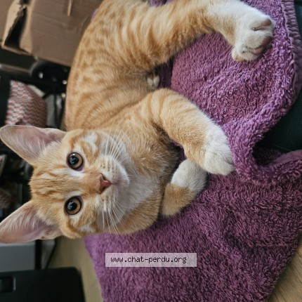 Photo of a cat reunited in Lyon