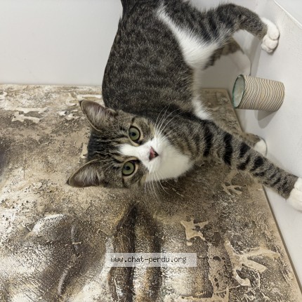 Photo of a cat reunited in Saint Genis Laval