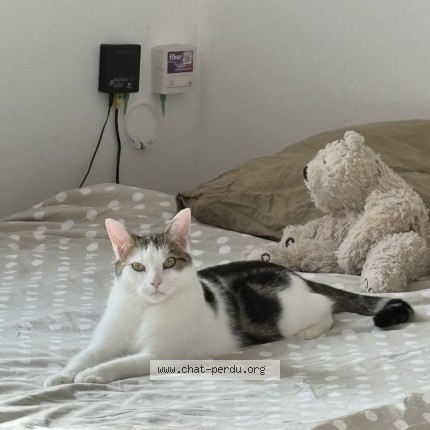 Foto 1/1 Franklin Kat vermist in Bruxelles