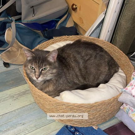 Photo of a cat reunited in Toulouse