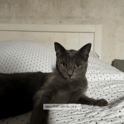 Photo of a cat reunited in Dangeau