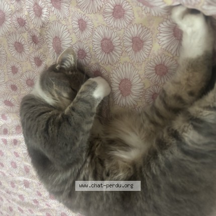 Foto 1/1 muzi Kat vermist in Daussoulx