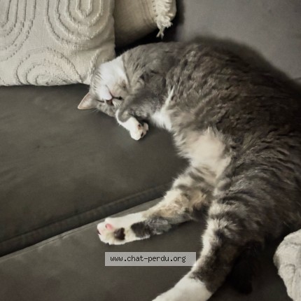 Foto van vermiste kat in Daussoulx