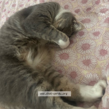 Foto 2/2 Muzi Kat vermist in Daussoulx