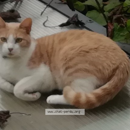 Photo of a cat reunited in Nay
