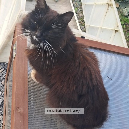 Foto 1/1 Georges Kat vermist in Tilff