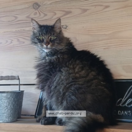 Foto 1/1 Guizmo Kat vermist in St Remy
